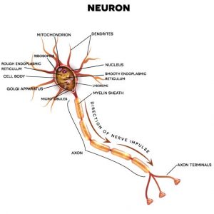 the process of forming new neurons within the brain is called
